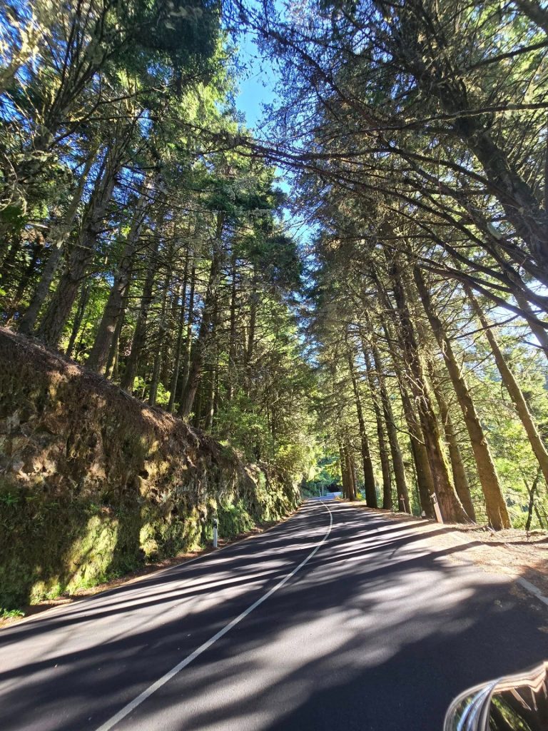 Schaduwrijke bergweg die door de dichte laurier- en eucalyptusbossen van Madeira slingert.
