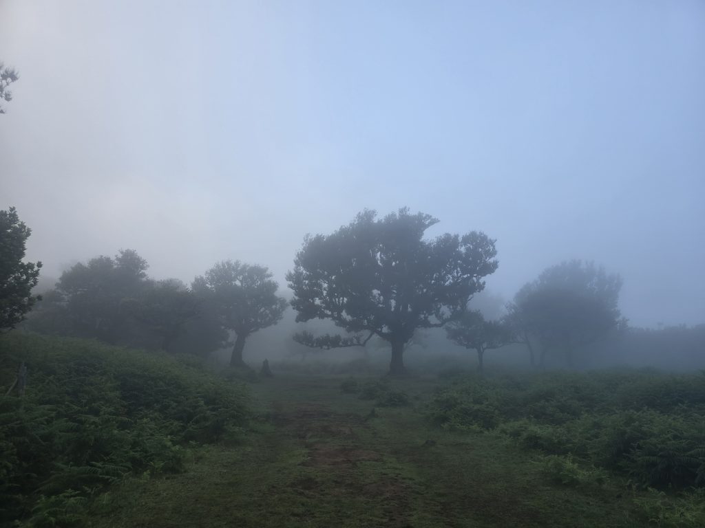 Mistig Fanal Forest met laurierbomen in de vroege ochtend.