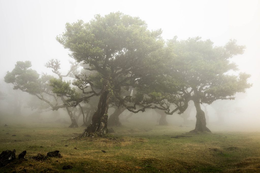 Mistig Fanal Forest met grillige bomen, Madeira natuurwandeling – Albanië en Madeira reisblog