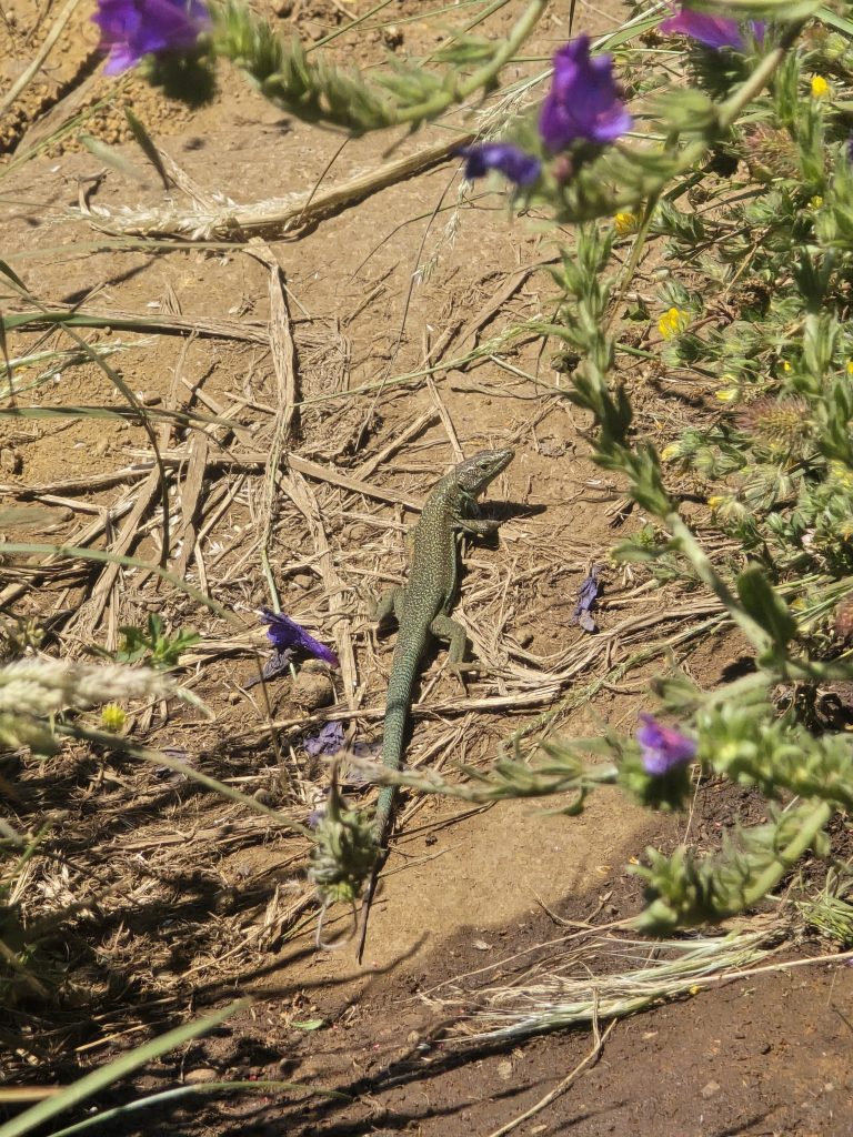 Kleine hagedis kruipt over het bergpad tussen wilde bloemen langs de Pico Grande-route PR12.