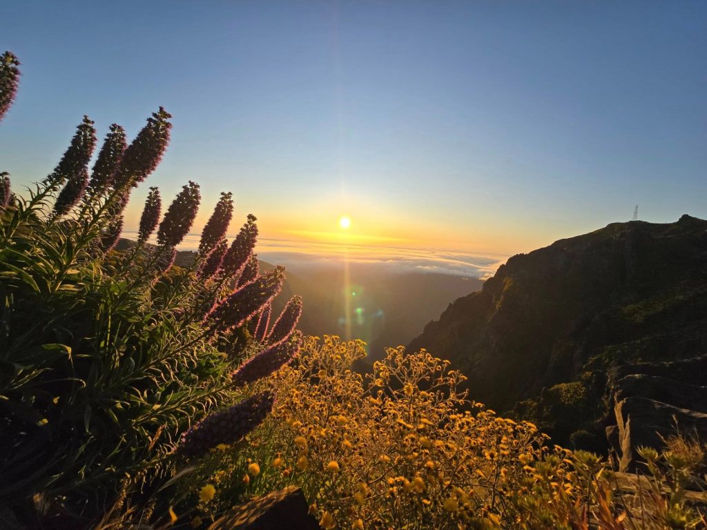 Zonsopkomst boven op de Pico de Arieiro van Madeira met paarse en gele bloemen op de voorgrond. #1 Madeira reiservaring.